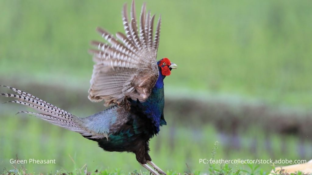 An image of a green pheasant