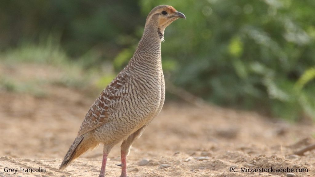 An image of a grey francolin