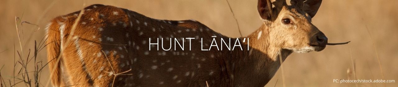 An image of an Axis deer with the words Hunt Lānaʻi