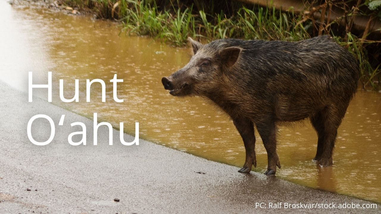 Division of Forestry and Wildlife Outdoor Recreation Hunting