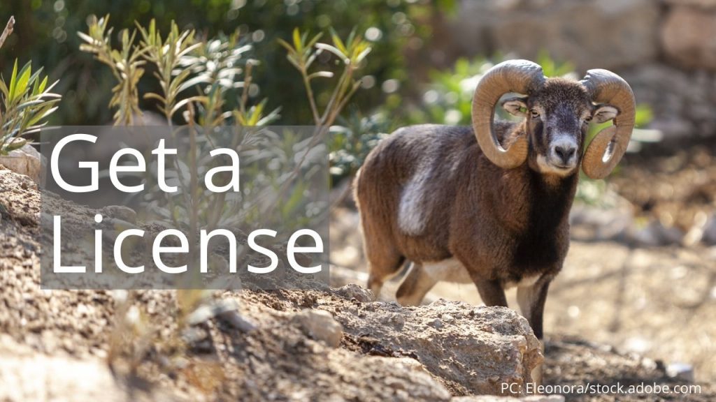 An image of a mouflon sheep linking to Get a License