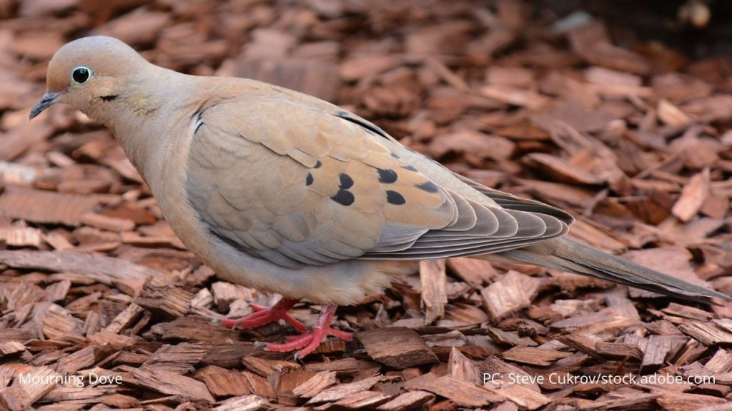 An image of a mourning dove