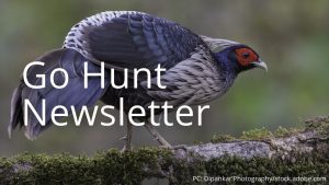 An image of a kalij pheasant linking to Go Hunt Newsletter