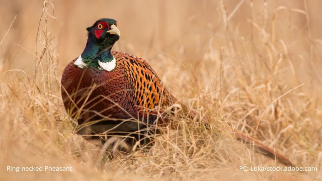 An image of a ring-necked pheasant