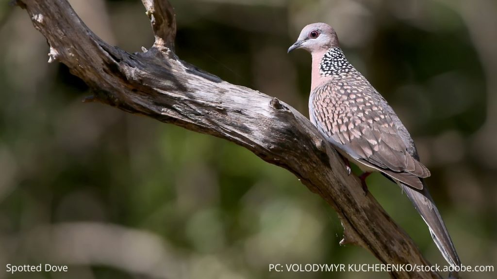 An image of a spotted dove