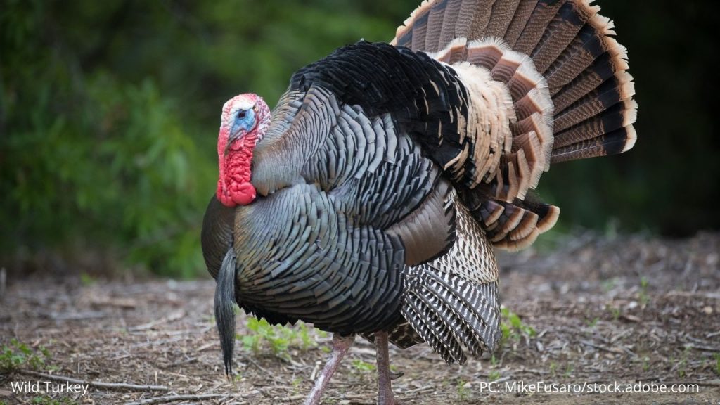 An image of a wild turkey