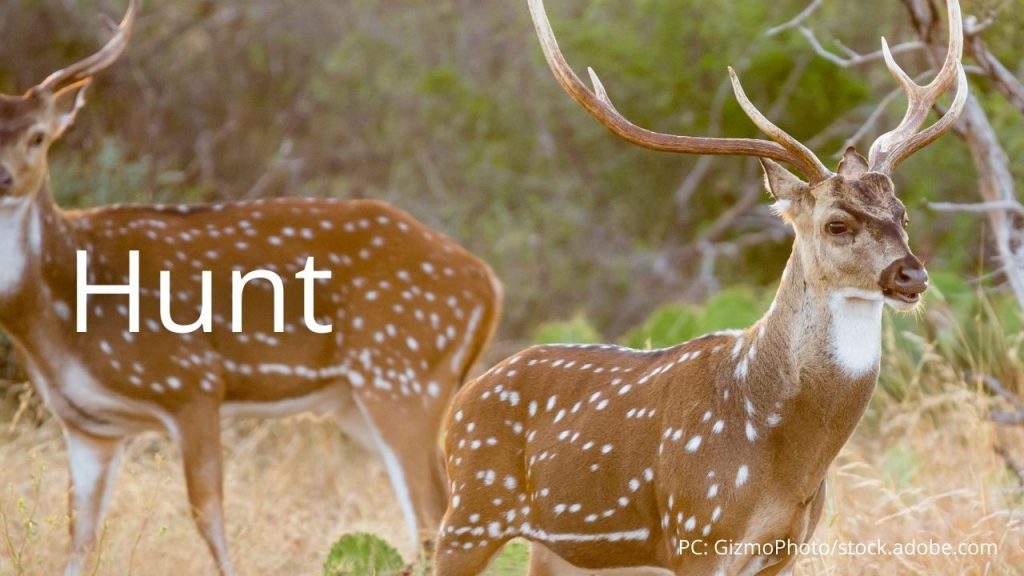 An image of deer with the word Hunt linking to the Hunting pages