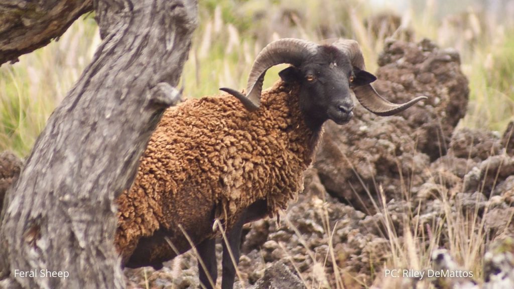 An image of a feral sheep