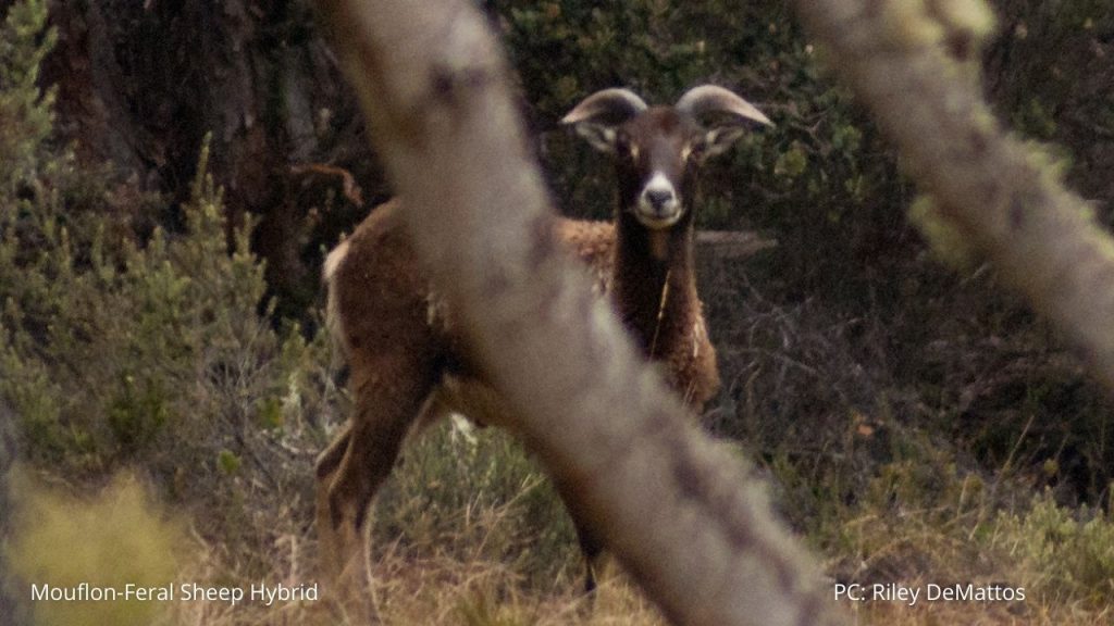 An image of a mouflon-feral sheep hybrid