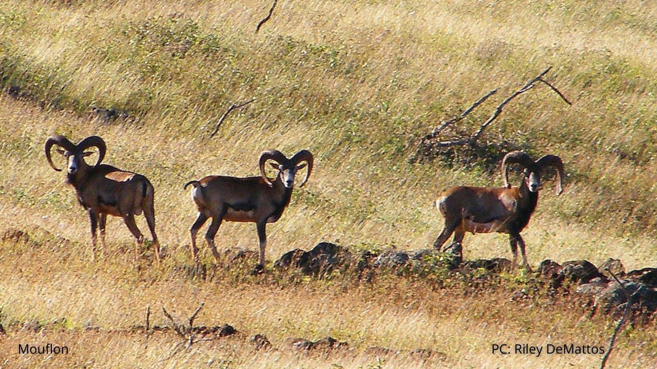 An image of mouflon sheep