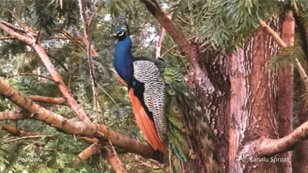 An image of a peafowl