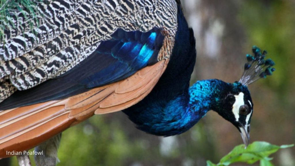 image of indian peafowl