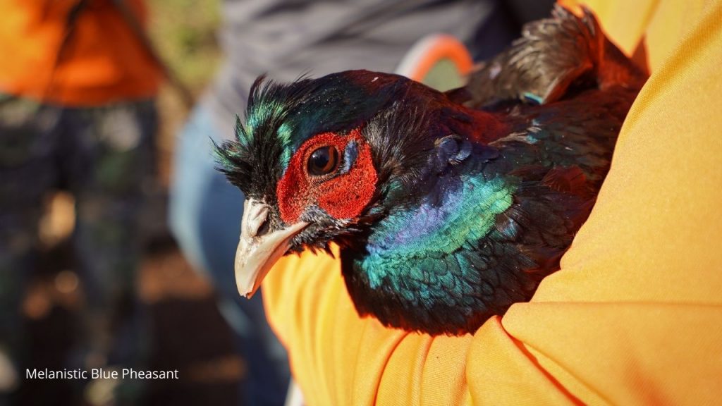 image of a melanistic blue pheasant