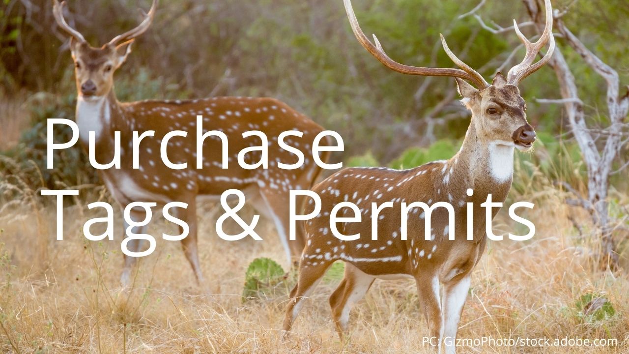 An image of Axis deer linking to Purchase tags and permits