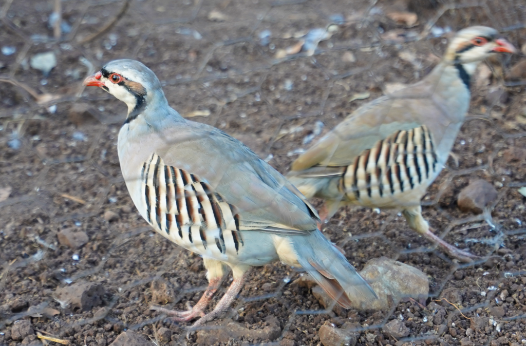 An image of a Chukar partridge