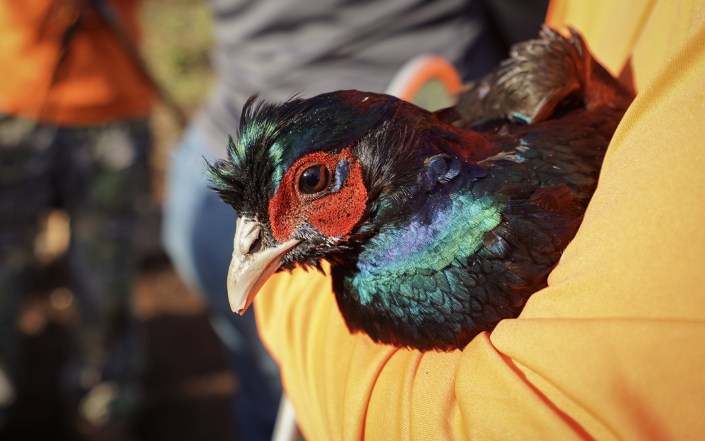 An image of a melanistic blue pheasant