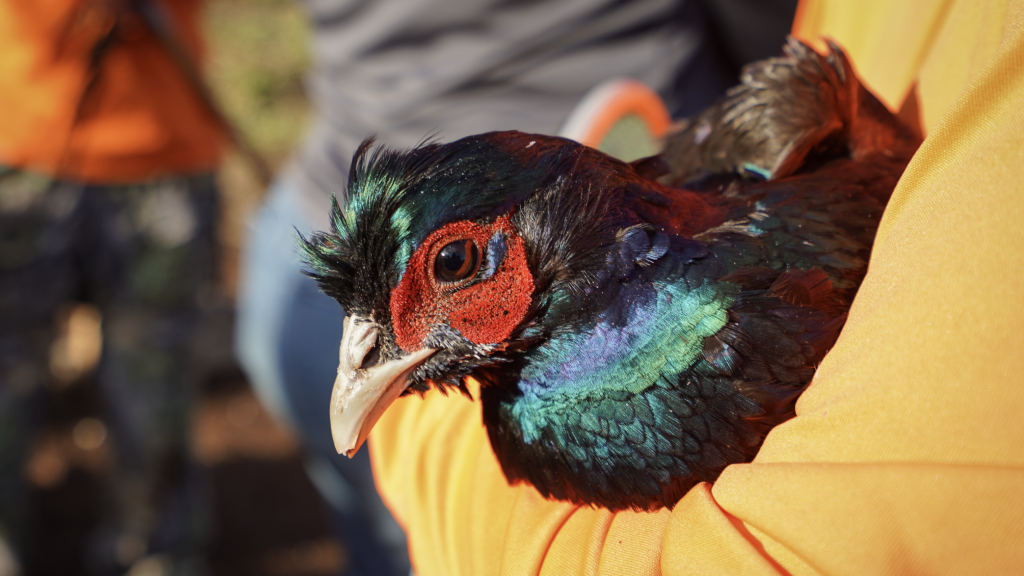 An image of a melanistic blue pheasant