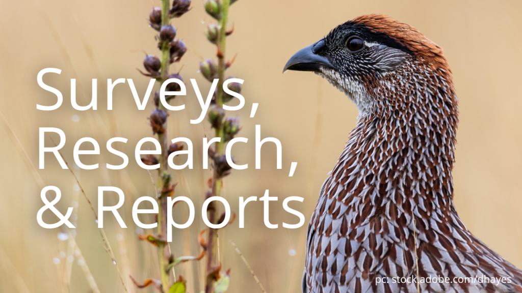 An Erckel's francolin linking to game surveys research and reports