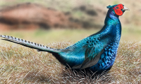 Pheasant- Buck Spencer