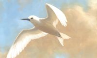 Alissa Hartmann: Manu-o-Kū entry for the 2025 Stamp Contest