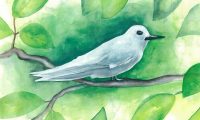 Dawn Feldman: Manu-o-Kū entry for the 2025 Stamp Contest