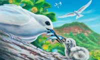 Winner: Patrick Ching, Manu-o-Kū entry for the 2025 Stamp Contest