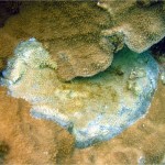 picture of kauai coral disease lesion