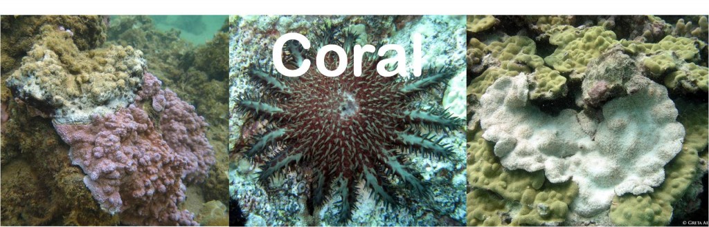 coral with disease, large starfish, and bleached coral on a reef