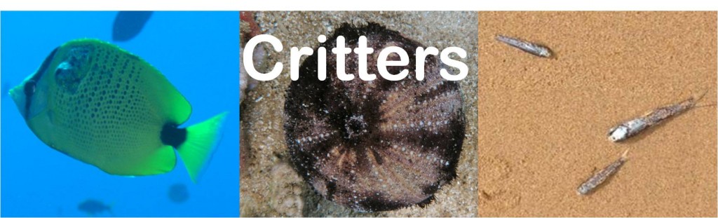 Fish with a tumor, diseased urchin, and dead lanternfish on a beach