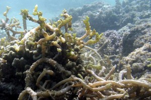 algae on a coral reef