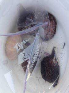 urchin samples in a container from the Maui survey trip