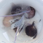 container filled with urchin samples from the Maui survey trip in June 2014
