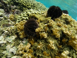 sea urchins eating algae on a coral reef