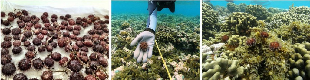 pictures of urchins being raised in the hatchery and released onto coral reefs in Kaneohe Bay