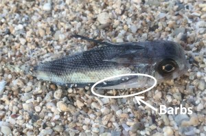 dead flying gurnard on the beach in waikiki showing sharp barbs. Do not touch or handle these fish as barbs could cause injury.