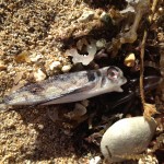 dead flying gurnard washed up on beach in Waikiki.