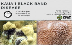 click image to download PDF presentation of Kauai black band disease talk