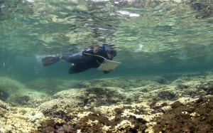 DAR diver conducting coral bleaching surveys