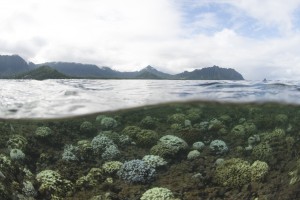 kaneohe bay bleached corals