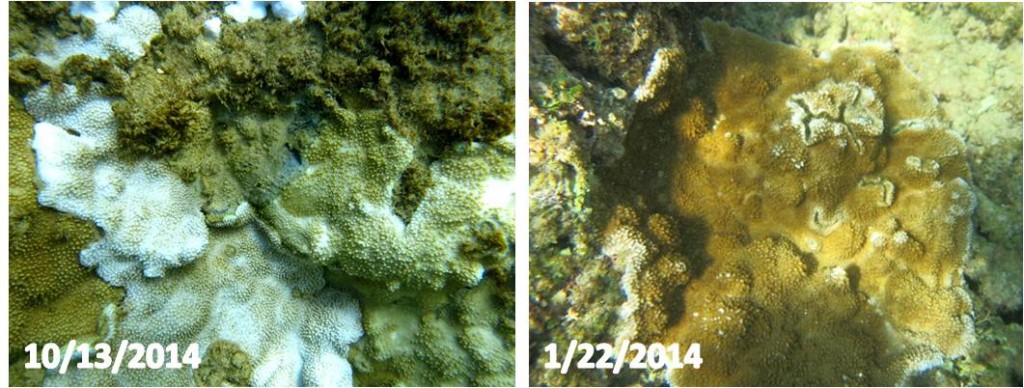 Bleached (left) and recovered (right) coral at Anahola, Kauai - photo credit: DAR