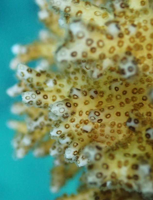 Reef Response | Coral Bleaching Recovery Plan