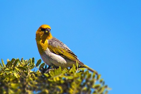 image of a yellow bird