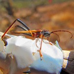 mamane long-horned beetle