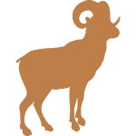 mouflon