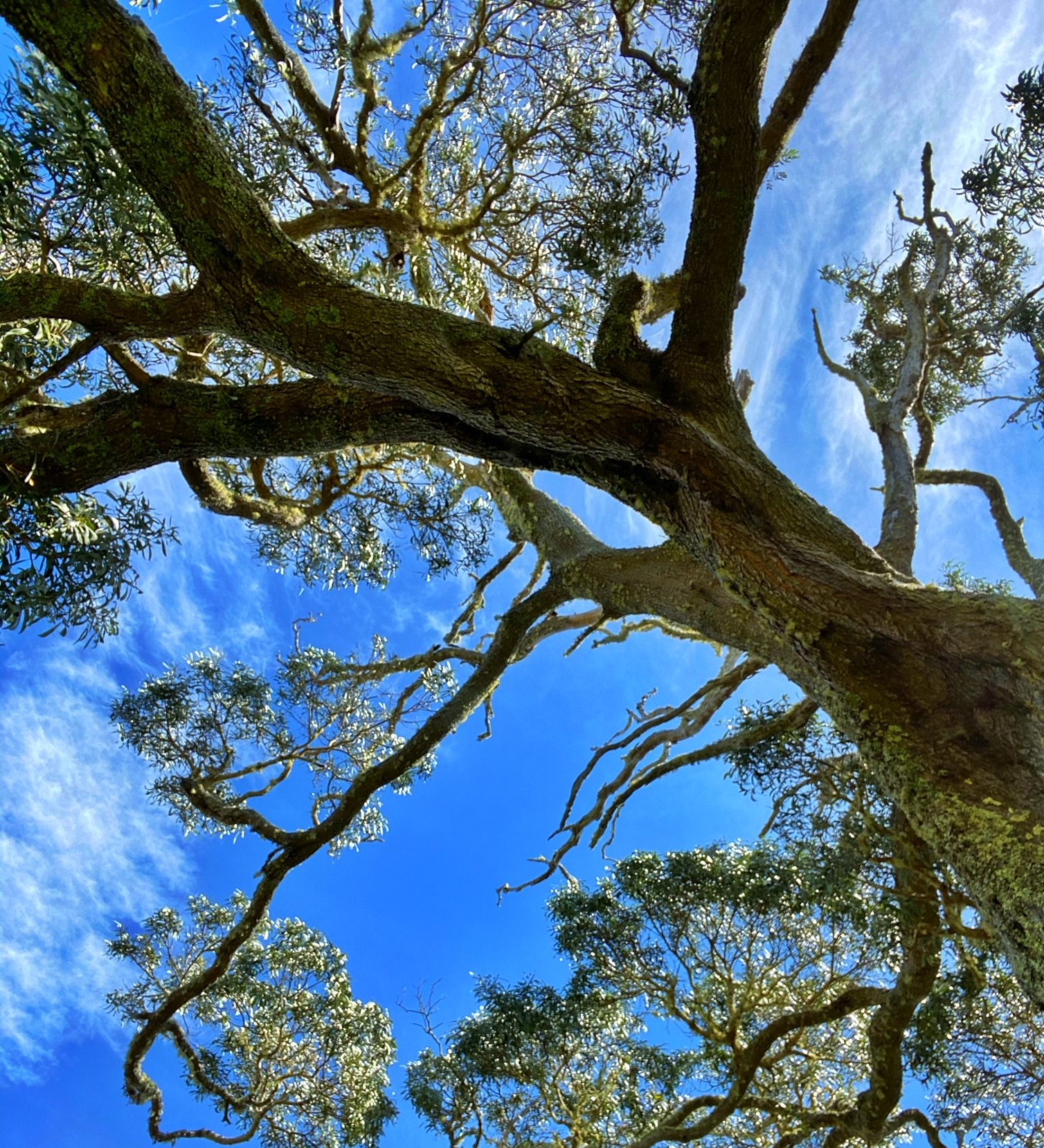 Restoration Areas