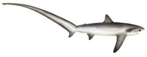 Image of Thresher Shark