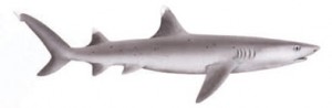 Image of Whitetip Reef Shark