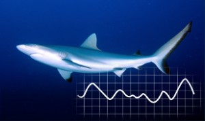 Shark with graph