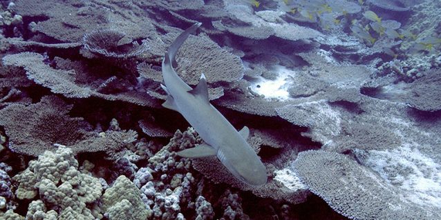 Whitetip reef shark over reef