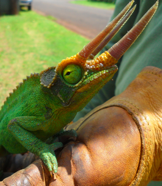 hawaii flora and fauna